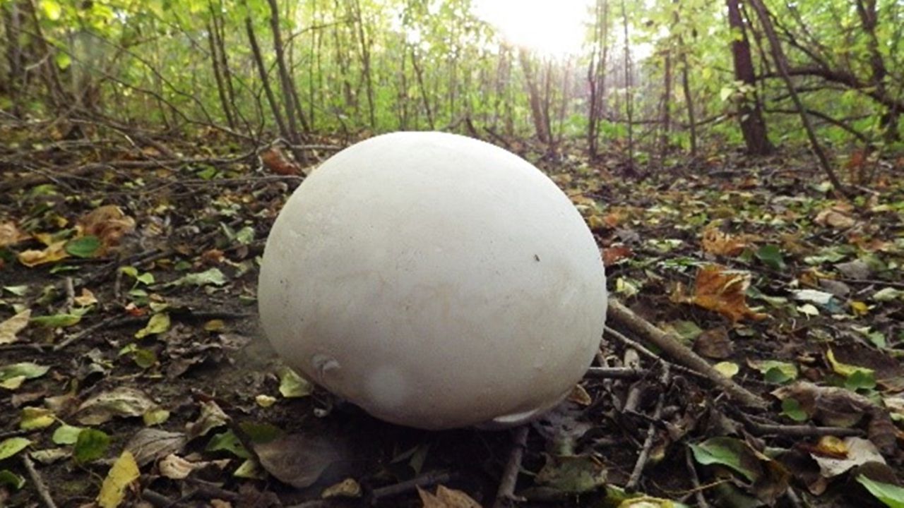 全球最“昂贵”的蘑菇：费用18万人民币，不过切开后发现物有所值