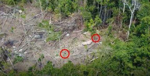 无人机飞过亚马逊雨林 意外拍下与世隔绝的神秘原始部落