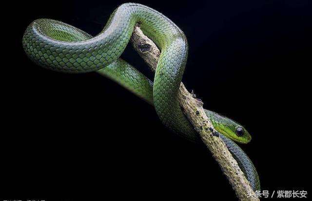 民间关于蛇的传说，网友：“挺有意思的”