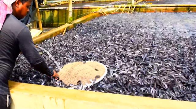 印度鲶鱼到底有多么可怕？把食物扔进去，没想到整个河面沸腾了