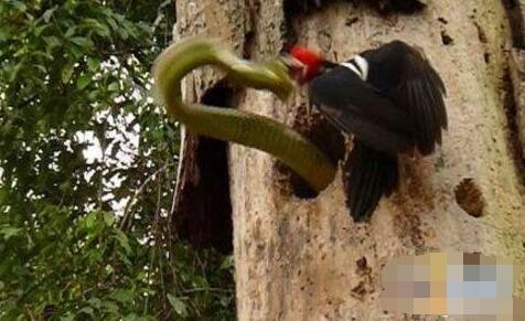 啄木鸟大战3米长毒蛇 下幕轰动世界