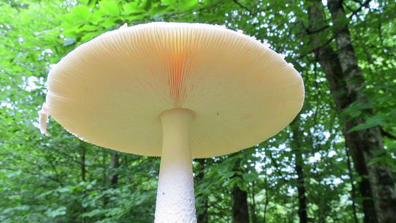 全球最“昂贵”的蘑菇：费用18万人民币，不过切开后发现物有所值