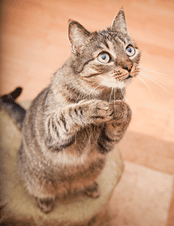 半年还你一只健美猫：手把手的猫减肥指南