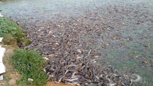 印度鲶鱼到底有多么可怕？把食物扔进去，没想到整个河面沸腾了